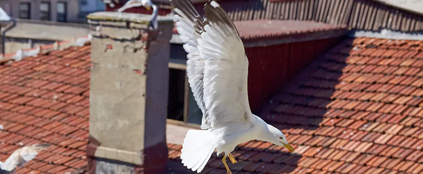 Residential Chimney Animal Removal Solution in Manassas Park, VA