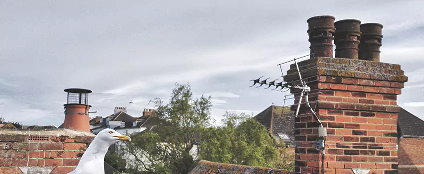 Chimney Cleaning And Restoration in Manassas Park, Virginia